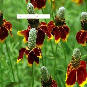 Mexican Hat Seeds - Flower Seeds - BOGO